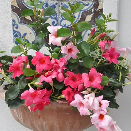 Mignon Meublè